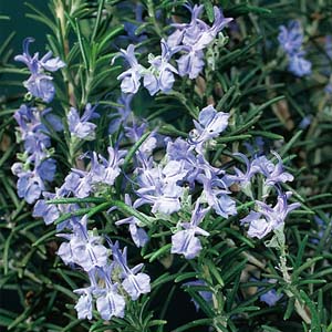 ROSEMARY LOGEE BLUE - Click Image to Close